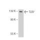 western blotting image from recommended TLR7 (4F4) monoclonal antibody replacement. Image 125825