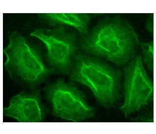 immunofluorescence image from recommended TLR8 (D-8) monoclonal antibody replacement. Image 151136