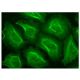 immunofluorescence image from recommended TLR8 (D-8) monoclonal antibody replacement. Image 151136