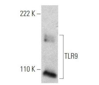 Anti-TLR9 Antibody (26C593)