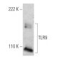 TLR9 Antibody (26C593) - Western Blotting - Image 366611 