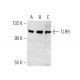 TLR9 Antibody (D-7) - Western Blotting - Image 393523