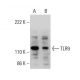 western blotting image from recommended TLR9 (F-3) monoclonal antibody replacement. Image 377906