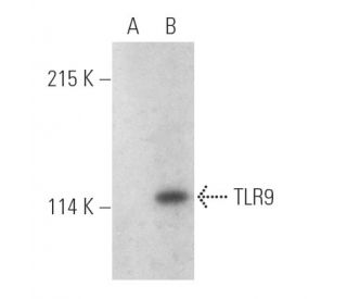TLR9 Antibody (F-3) - Western Blotting - Image 389893