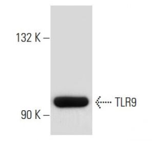 TLR9 Antibody (26C593) - Western Blotting - Image 32742