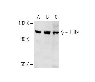 TLR9 Antibody (D-7) - Western Blotting - Image 393523 