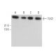 TLX2 Antibody (D-12) - Western Blotting - Image 372054 