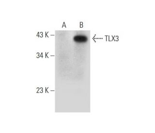TLX3 Antibody (G-8) - Western Blotting - Image 326484