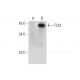 TLX3 Antibody (G-8) - Western Blotting - Image 326484