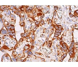 TM Antibody (H-11) - Immunohistochemistry - Image 383642 