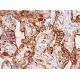 TM Antibody (H-11) - Immunohistochemistry - Image 383642 