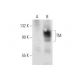 TM Antibody (H-11) - Western Blotting - Image 136969 