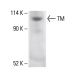 TM Antibody (H-11) - Western Blotting - Image 411966