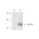 TM4SF4 Antibody (4E6) - Western Blotting - Image 347582 