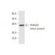 TM4SF4 Antibody (4E6) - Western Blotting - Image 348865