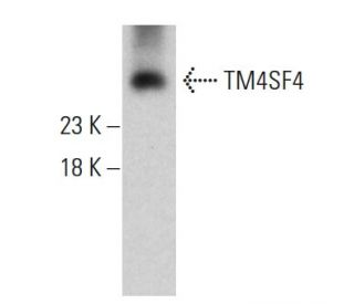 TM4SF4 Antibody (4E6) - Western Blotting - Image 384271 