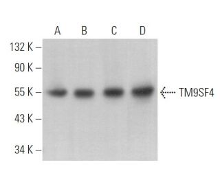 TM9SF4 Antibody (A-3) - Western Blotting - Image 366518 
