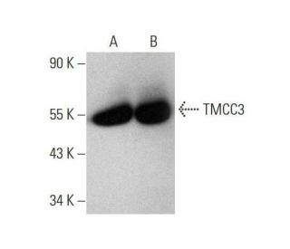 TMCC3 Antibody (D-6) - Western Blotting - Image 352588 