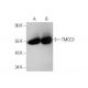 TMCC3 Antibody (D-6) - Western Blotting - Image 352588 