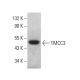 TMCC3 Antibody (D-6) - Western Blotting - Image 378440