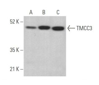 TMCC3 Antibody (F-2) - Western Blotting - Image 373989 