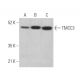 TMCC3 Antibody (F-2) - Western Blotting - Image 373989 
