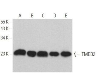 TMED2 Antibody (C-8) - Western Blotting - Image 358919 