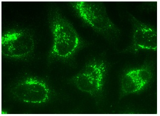 TMED2 Antibody (E-12) | SCBT - Santa Cruz Biotechnology