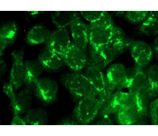 TMED2 Antibody (E-12) | SCBT - Santa Cruz Biotechnology