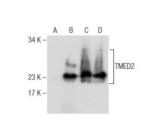 TMED2 Antibody (E-12) | SCBT - Santa Cruz Biotechnology