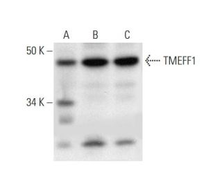 TMEFF1 Antibody (B-4) - Western Blotting - Image 295890 