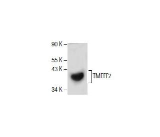 TMEFF2 Antibody (E-12) - Western Blotting - Image 154524 