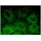 TMEM102 Antibody (F-11) - Immunofluorescence - Image 324927
