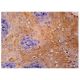 TMEM111 Antibody (A-12) - Immunohistochemistry - Image 260793 