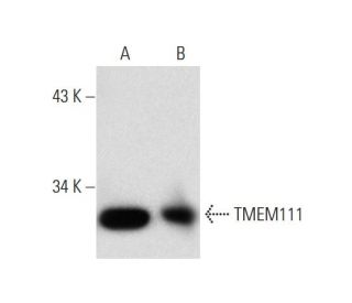 TMEM111 Antibody (A-12) - Western Blotting - Image 145596 