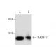 TMEM111 Antibody (A-12) - Western Blotting - Image 145596 