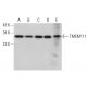 TMEM111 Antibody (A-12) - Western Blotting - Image 379823