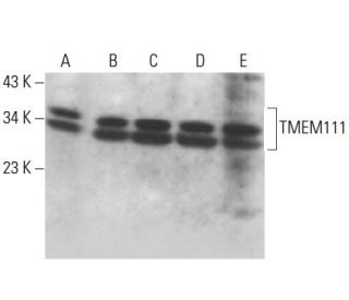 TMEM111 Antibody (F-10) - Western Blotting - Image 379591 