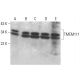 TMEM111 Antibody (F-10) - Western Blotting - Image 379591 