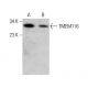 TMEM116 Antibody (B-3) - Western Blotting - Image 377492