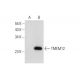 TMEM12 Antibody (D-2) - Western Blotting - Image 311963