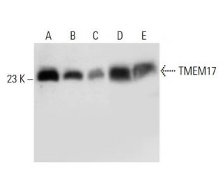 TMEM17 Antibody (G-10) - Western Blotting - Image 320466 