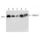 TMEM17 Antibody (G-10) - Western Blotting - Image 320466 