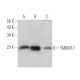 TMEM17 Antibody (G-10) - Western Blotting - Image 375975