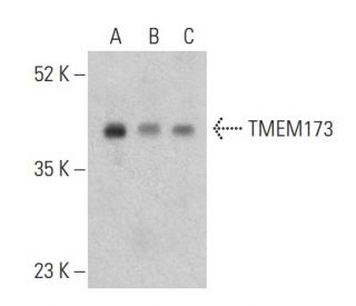 TMEM173 Antibody (C-10) - Western Blotting - Image 399466