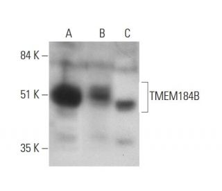 TMEM184B Antibody (A-6) - Western Blotting - Image 346447