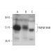 TMEM184B Antibody (A-6) - Western Blotting - Image 346447