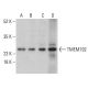 TMEM192 Antibody (F-12) - Western Blotting - Image 401236