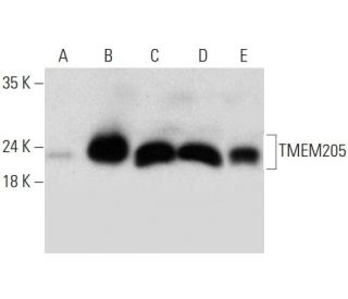 TMEM205 Antibody (B-5) - Western Blotting - Image 324760 