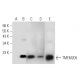 TMEM205 Antibody (G-1) - Western Blotting - Image 288618
